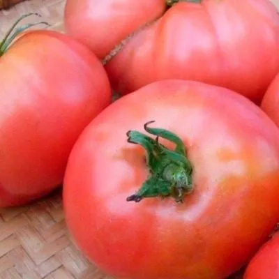 rozovyy-son-main-175475