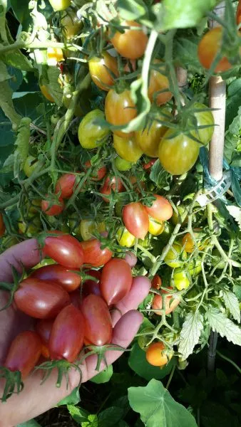 rozovyy-sviter-2-171722