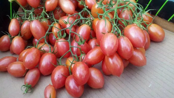 rozovyy-sviter-5-171722