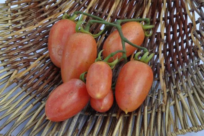 rozovyy-sviter-6-171722