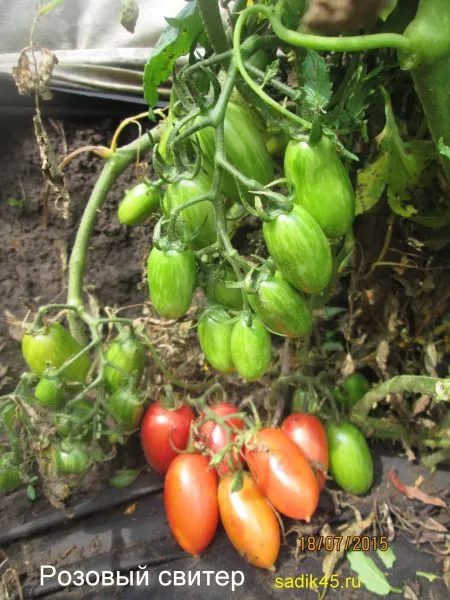 rozovyy-sviter-7-171722