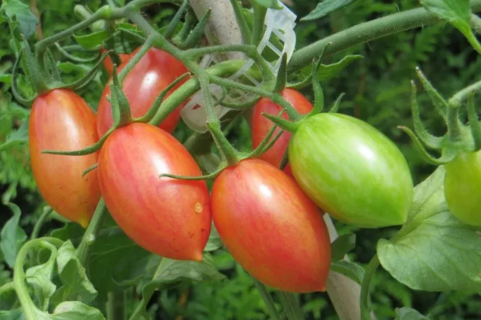 rozovyy-sviter-main-171722