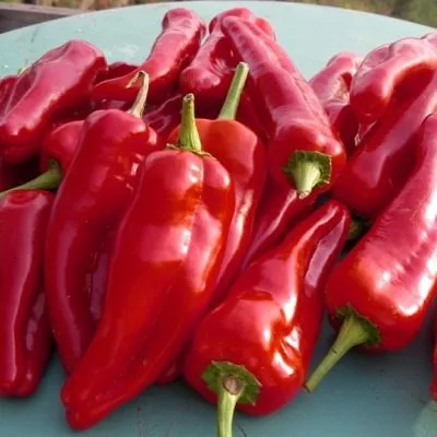 rubinova-main-183482