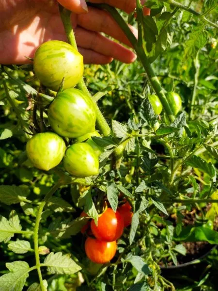 rubinovye-bashmachki-2-175804