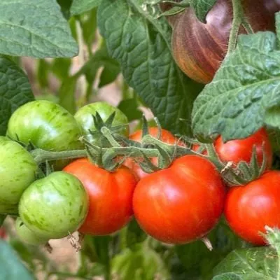 rubinovye-bashmachki-5-175804