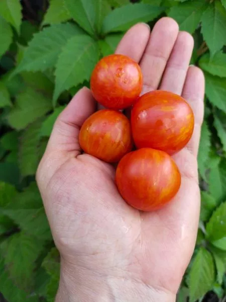 rubinovye-bashmachki-main-175804