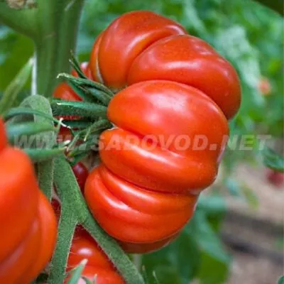 rubinovye-dolki-7-170626