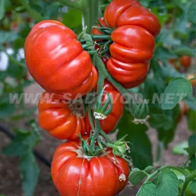 rubinovye-dolki-8-170626