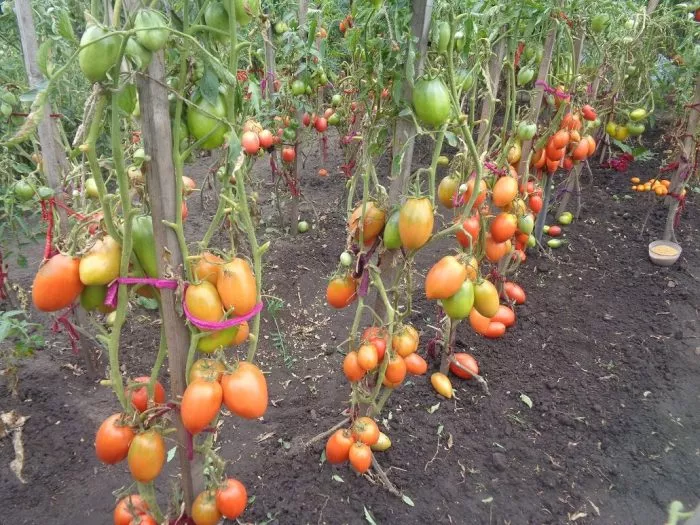 rubinovyy-kubok-1-175391