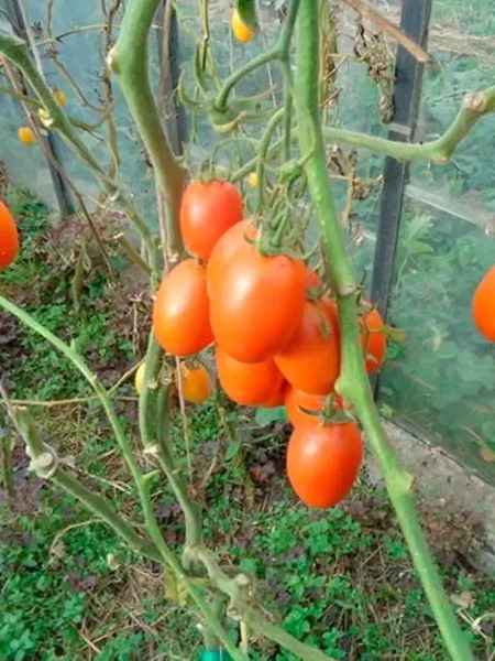 rubinovyy-kubok-3-175391