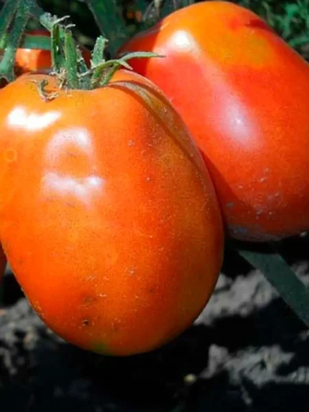 rubinovyy-kubok-main-175391