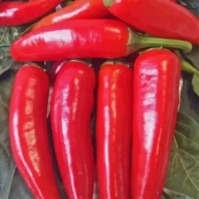 russkiy-bogatyr-3-188015