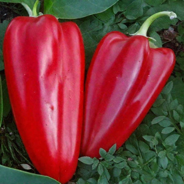 russkiy-bogatyr-main-188015