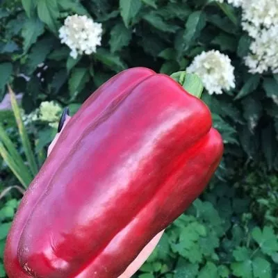 russkiy-gigant-main-180156