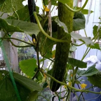 russkiy-razmer-xxl-3-200671