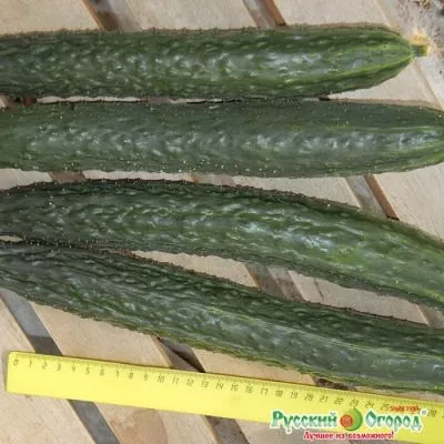 russkiy-razmer-xxl-5-200671