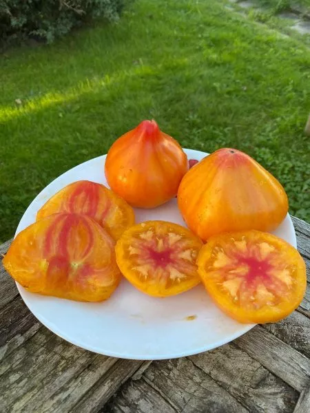 russkoe-byche-serdtse-dousona-10-176384