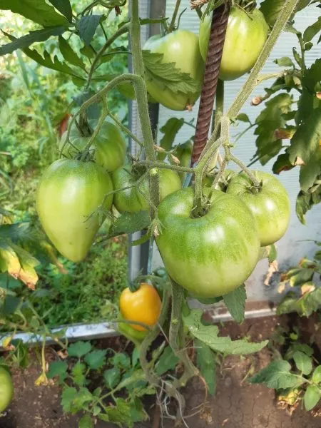 russkoe-byche-serdtse-dousona-2-176384