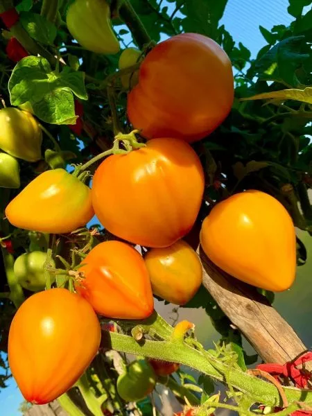 russkoe-byche-serdtse-dousona-3-176384