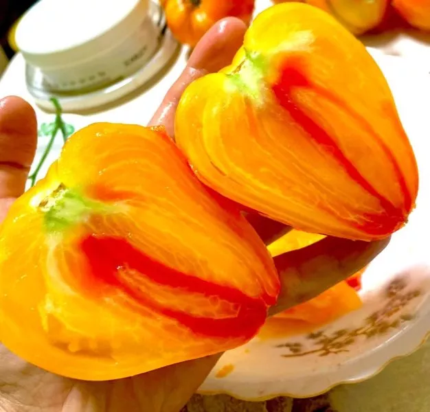 russkoe-byche-serdtse-dousona-4-176384