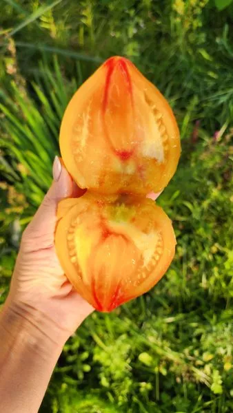 russkoe-byche-serdtse-dousona-5-176384