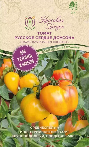 russkoe-byche-serdtse-dousona-6-176384