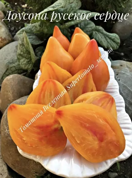 russkoe-byche-serdtse-dousona-7-176384