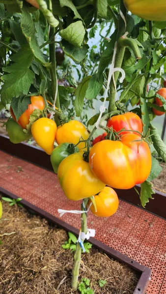 russkoe-byche-serdtse-dousona-8-176384