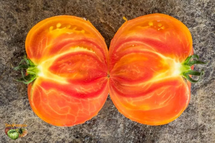 russkoe-byche-serdtse-dousona-9-176384