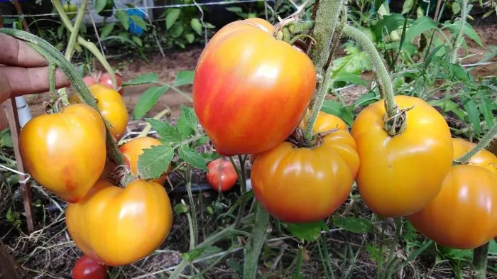 russkoe-byche-serdtse-dousona-main-176384