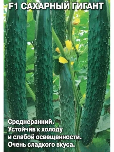 saharnyy-gigant-1-192099