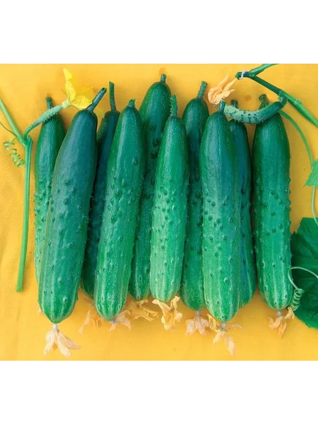 saharnyy-gigant-3-192099