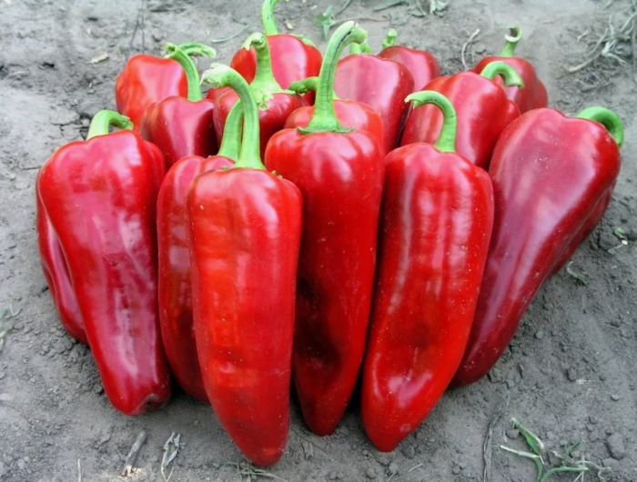 samander-main-183177