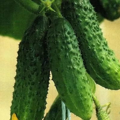 sarovskiy-main-200361