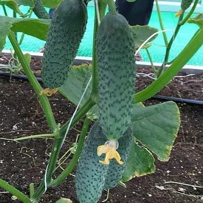 semko-1907-main-199543