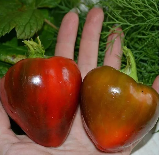 serdtse-adama-2-187215