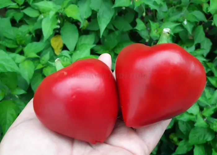 serdtse-adama-6-187215