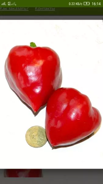 serdtse-adama-7-187215