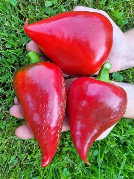 serdtse-adama-9-187215