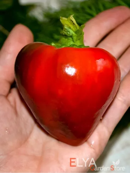 serdtse-adama-main-187215