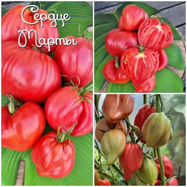 serdtse-marty-10-175591