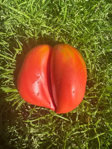 serdtse-marty-2-175591