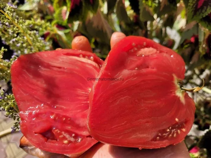 serdtse-marty-3-175591