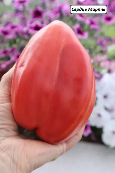 serdtse-marty-4-175591