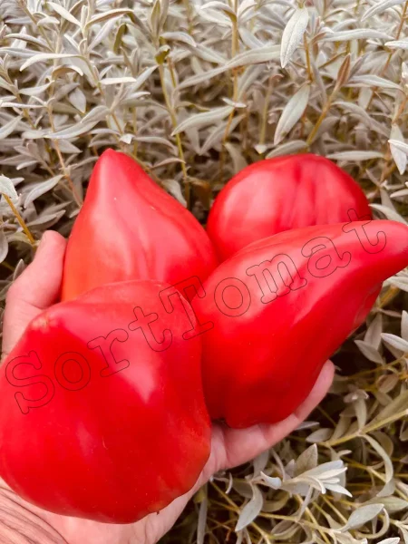 serdtse-marty-5-175591