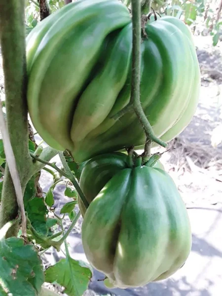 serdtse-marty-7-175591