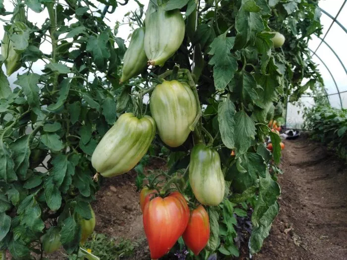 serdtse-marty-9-175591