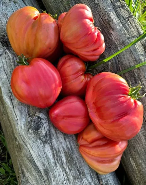 serdtse-marty-main-175591