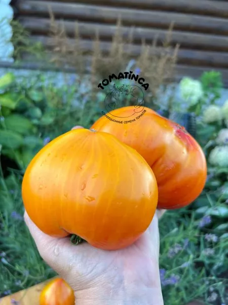 serdtse-mineya-3-174392