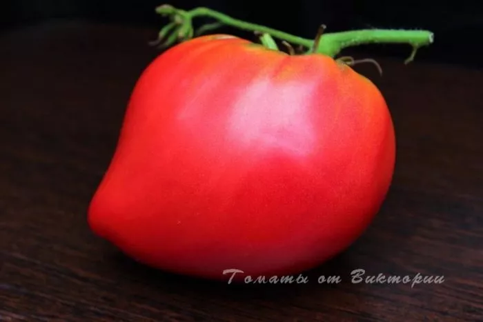 serdtse-mordovii-1-176600